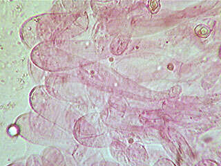 Image of Entoloma caesiocinctum (Kühner) Noordel. 1982