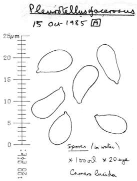 Image of Arrhenia acerosa (Fr.) Kühner 1980