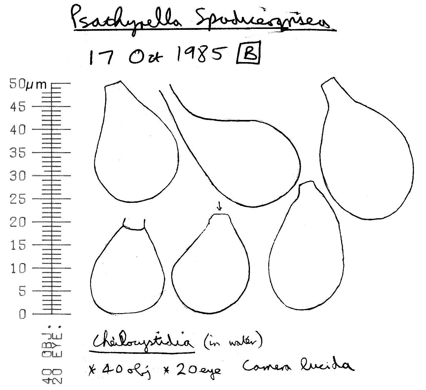 Image de Psathyrelle beige pâle