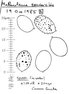 Image of Melanoleuca iris Kühner 1956