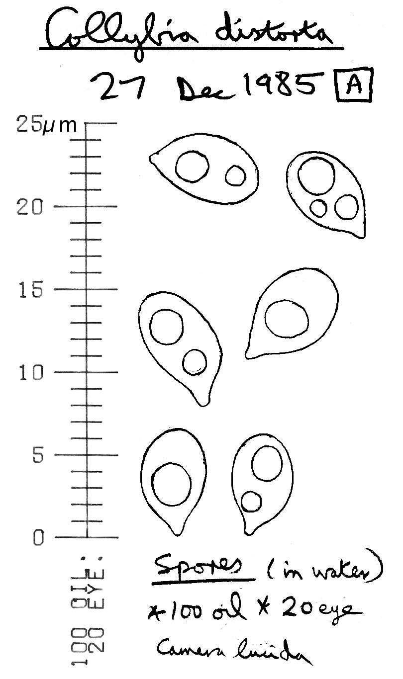 Image of Toothed toughshank