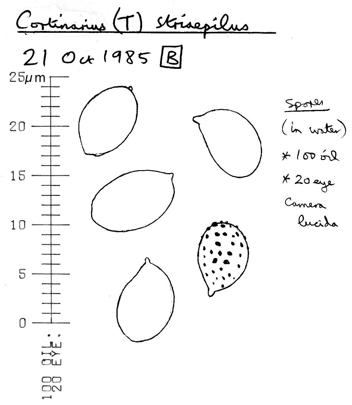 Image of Cortinarius striaepilus J. Favre 1948