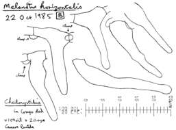 Image of Deconica horizontalis (Bull.) Noordel. 2009