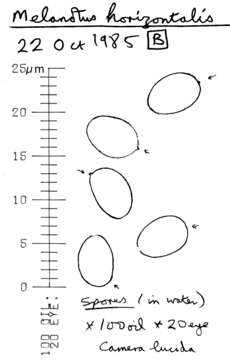 Image of Deconica horizontalis (Bull.) Noordel. 2009