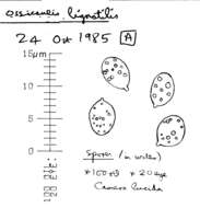 Image of Ossicaulis lignatilis (Pers.) Redhead & Ginns 1985