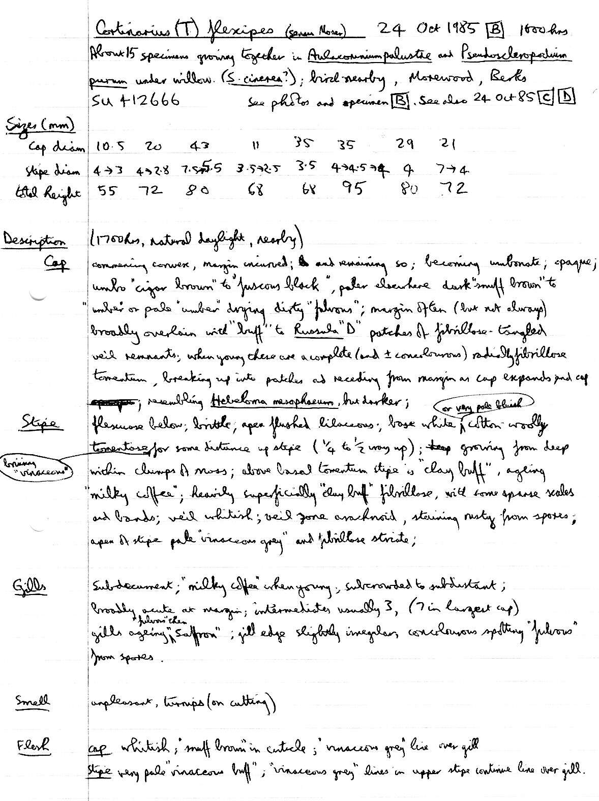 Image of Cortinarius flexipes (Pers.) Fr. 1838