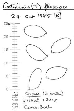 Image of Cortinarius flexipes (Pers.) Fr. 1838