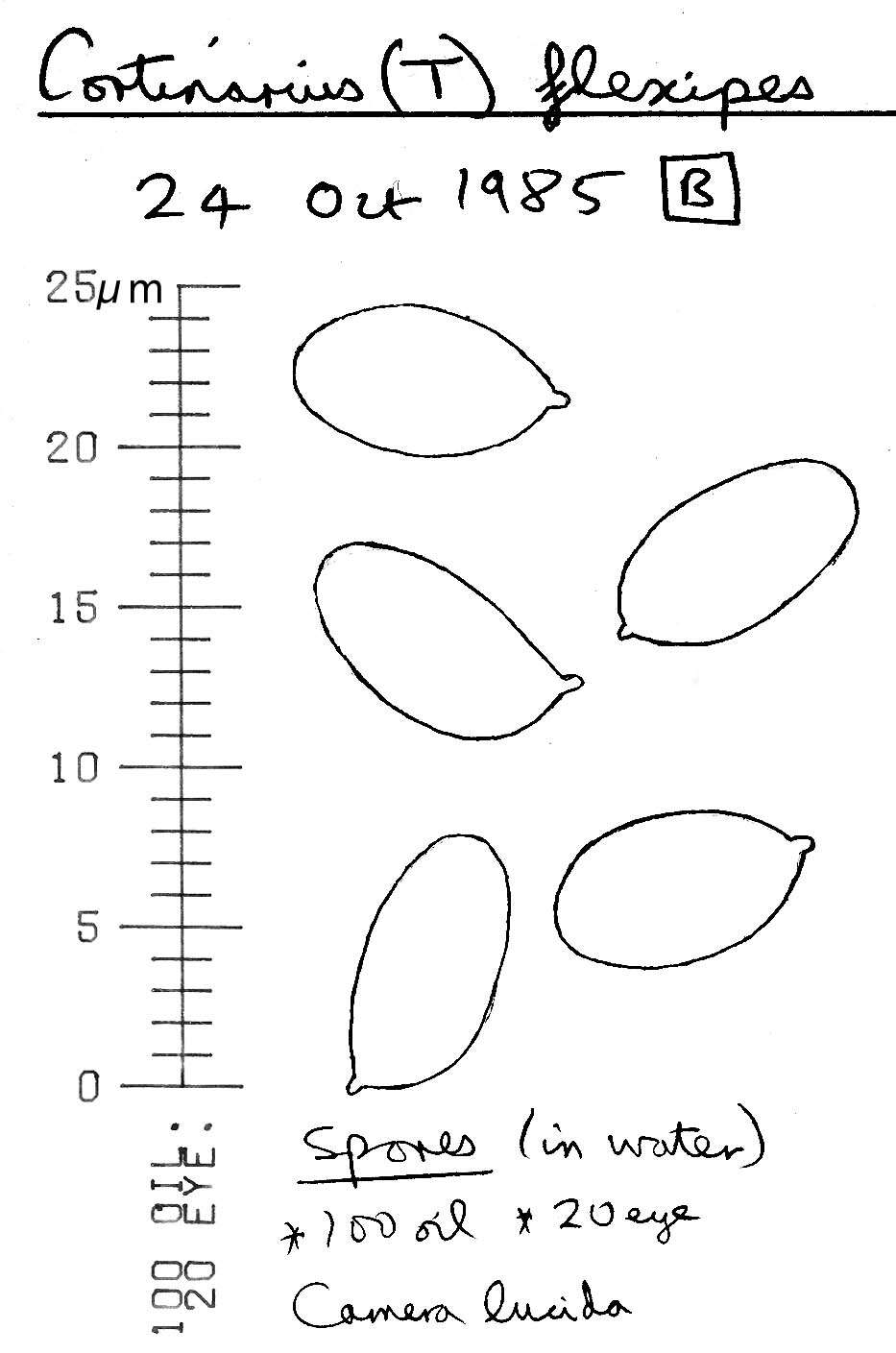 Image of Cortinarius flexipes (Pers.) Fr. 1838