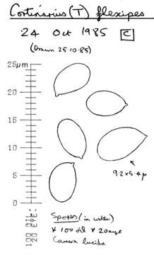 Image of Cortinarius flexipes (Pers.) Fr. 1838