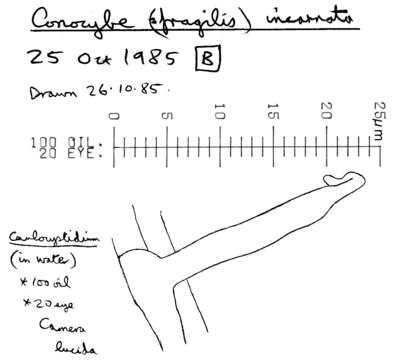 Image of Conocybe incarnata (Jul. Schäff.) Hauskn. & Arnolds 2003