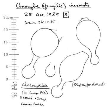 Image of Conocybe incarnata (Jul. Schäff.) Hauskn. & Arnolds 2003