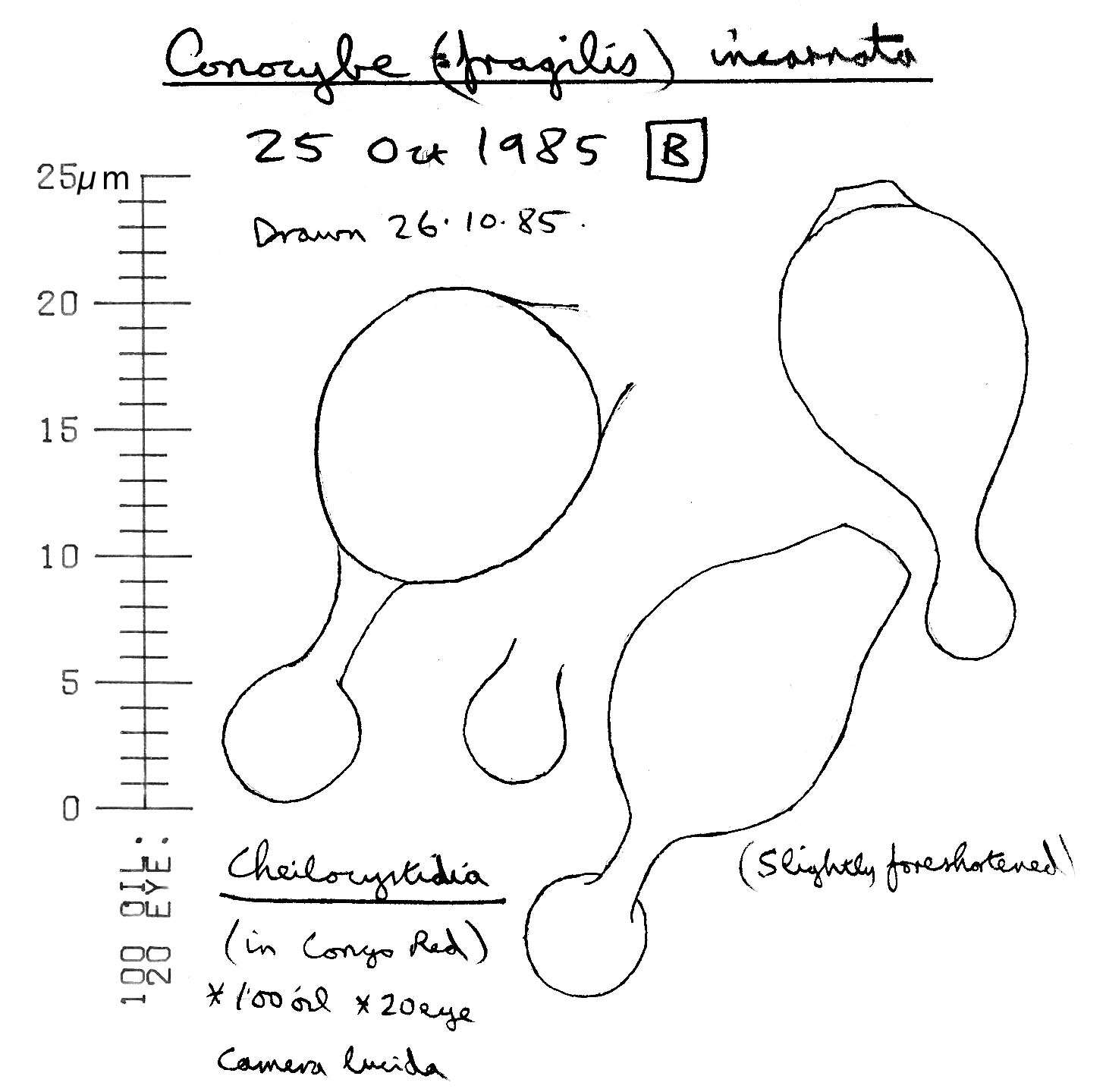 Image of Conocybe incarnata (Jul. Schäff.) Hauskn. & Arnolds 2003