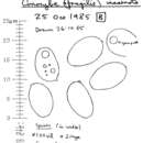 Image of Conocybe incarnata (Jul. Schäff.) Hauskn. & Arnolds 2003