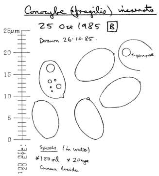 Image of Conocybe incarnata (Jul. Schäff.) Hauskn. & Arnolds 2003