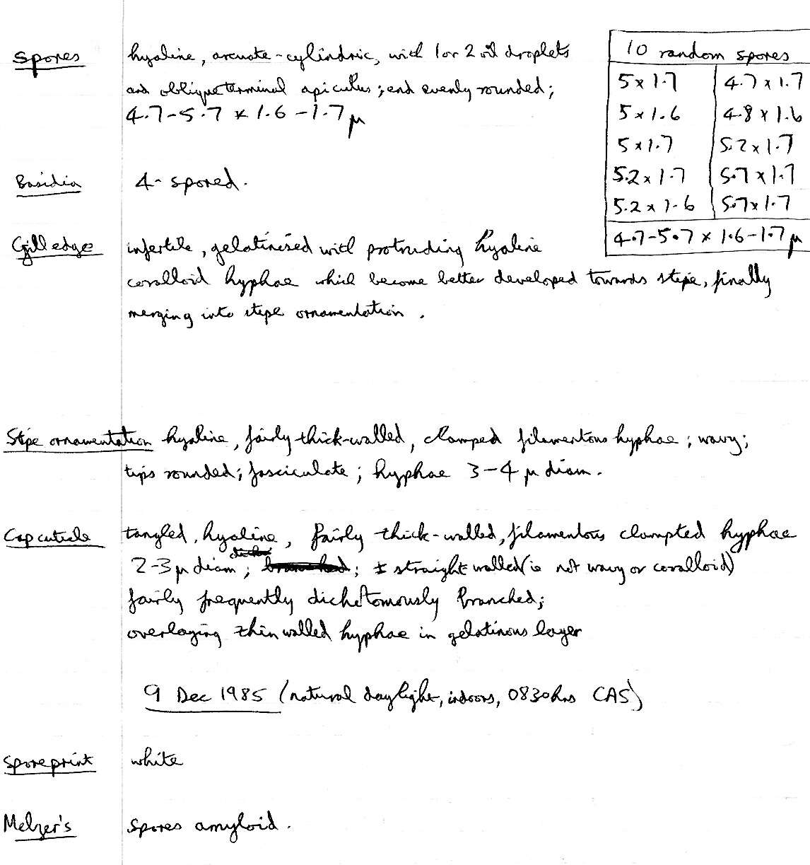 Image of Panellus mitis (Pers.) Singer 1936