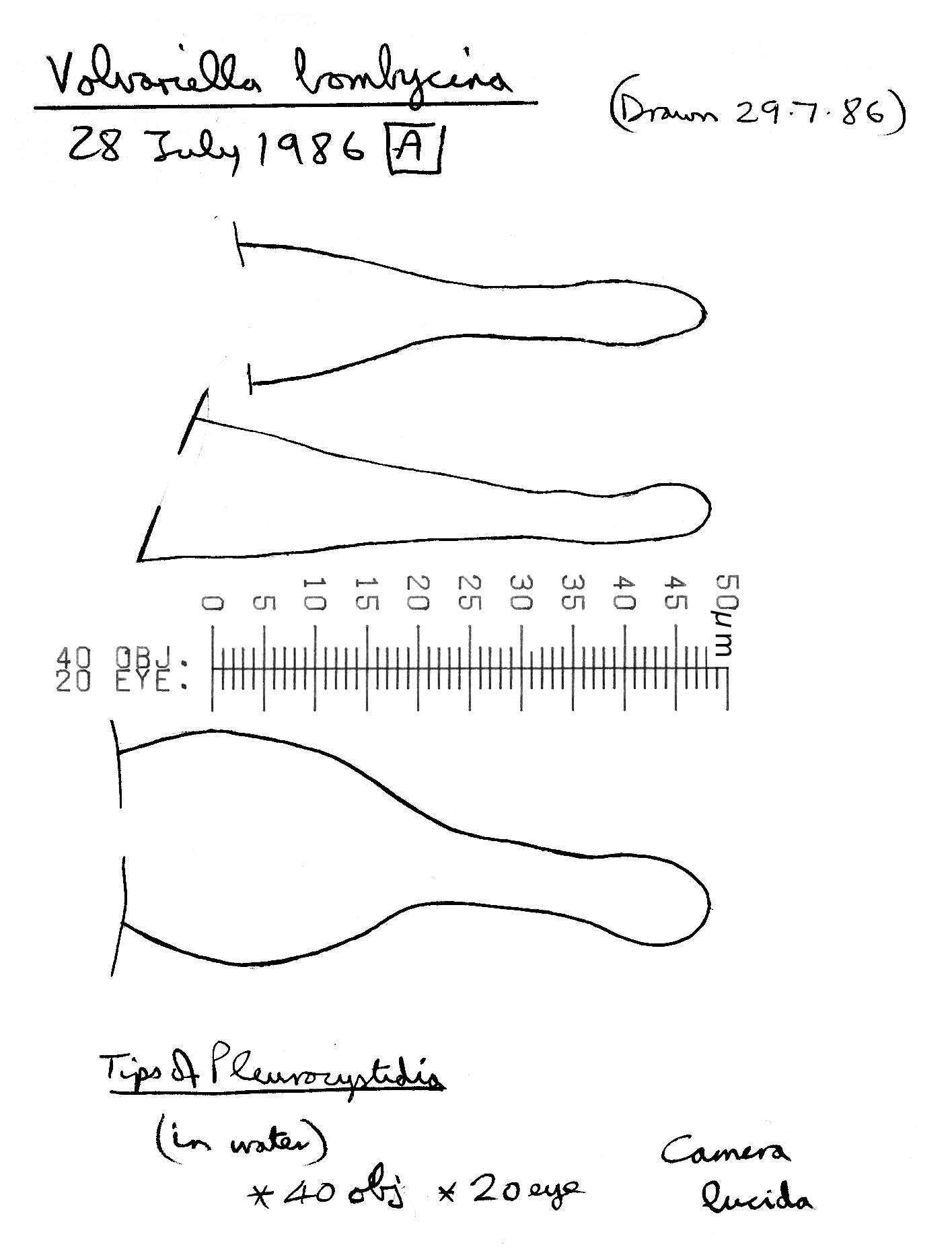 Image of Volvariella bombycina (Schaeff.) Singer 1951