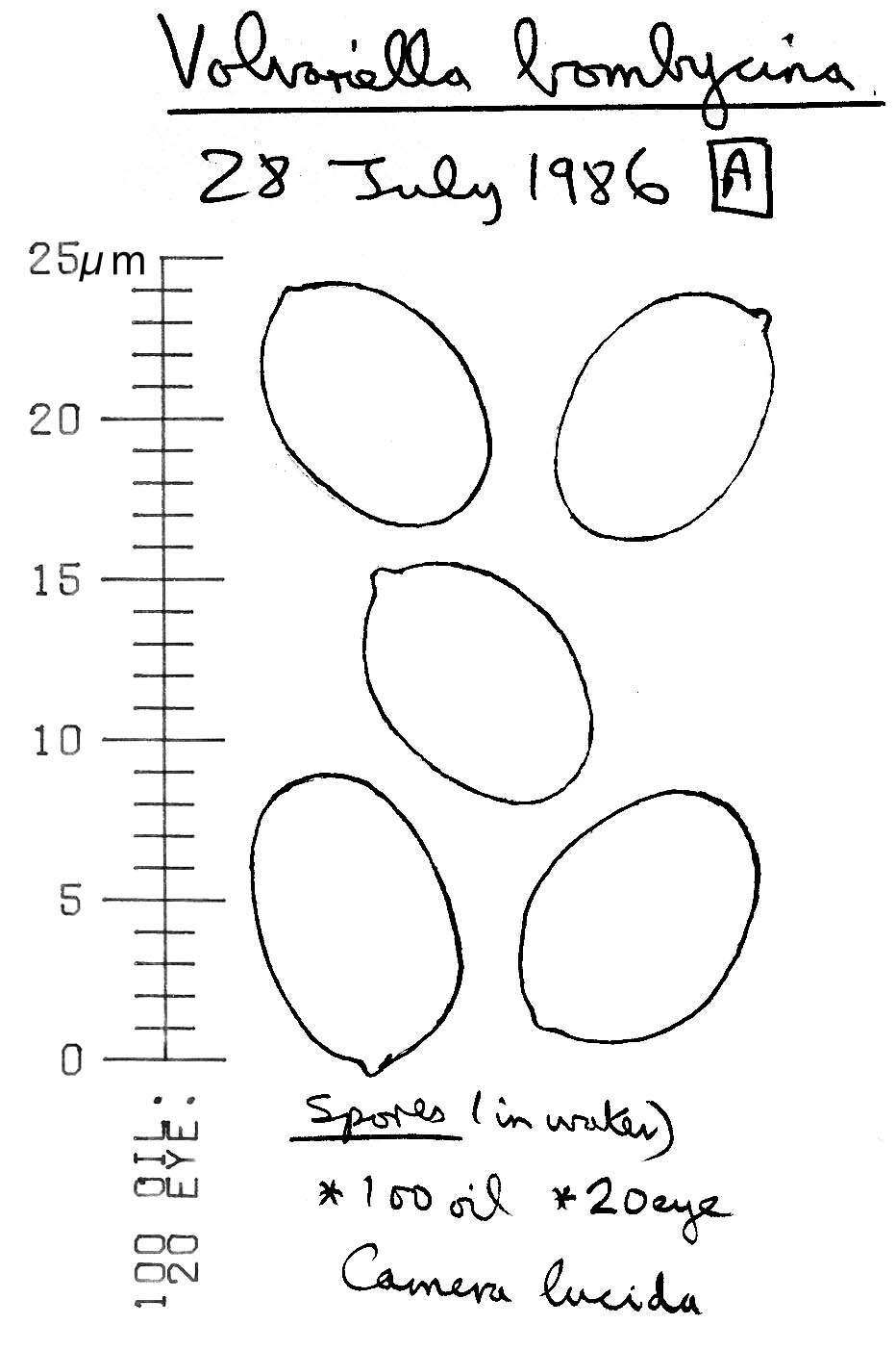 Image of Volvariella bombycina (Schaeff.) Singer 1951