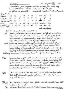 Image of Conocybe brunnea J. E. Lange & Kühner ex Watling 1971