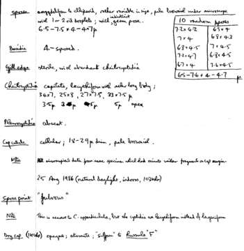 Image of Conocybe brunnea J. E. Lange & Kühner ex Watling 1971