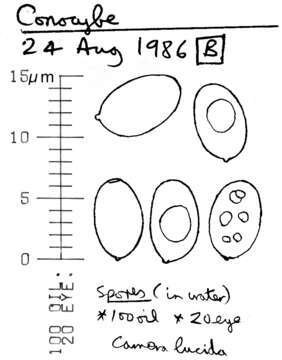 Image of Conocybe brunnea J. E. Lange & Kühner ex Watling 1971