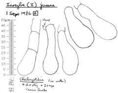 Image of Inocybe adaequata (Britzelm.) Sacc. 1887