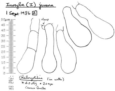 Image of Inocybe adaequata (Britzelm.) Sacc. 1887