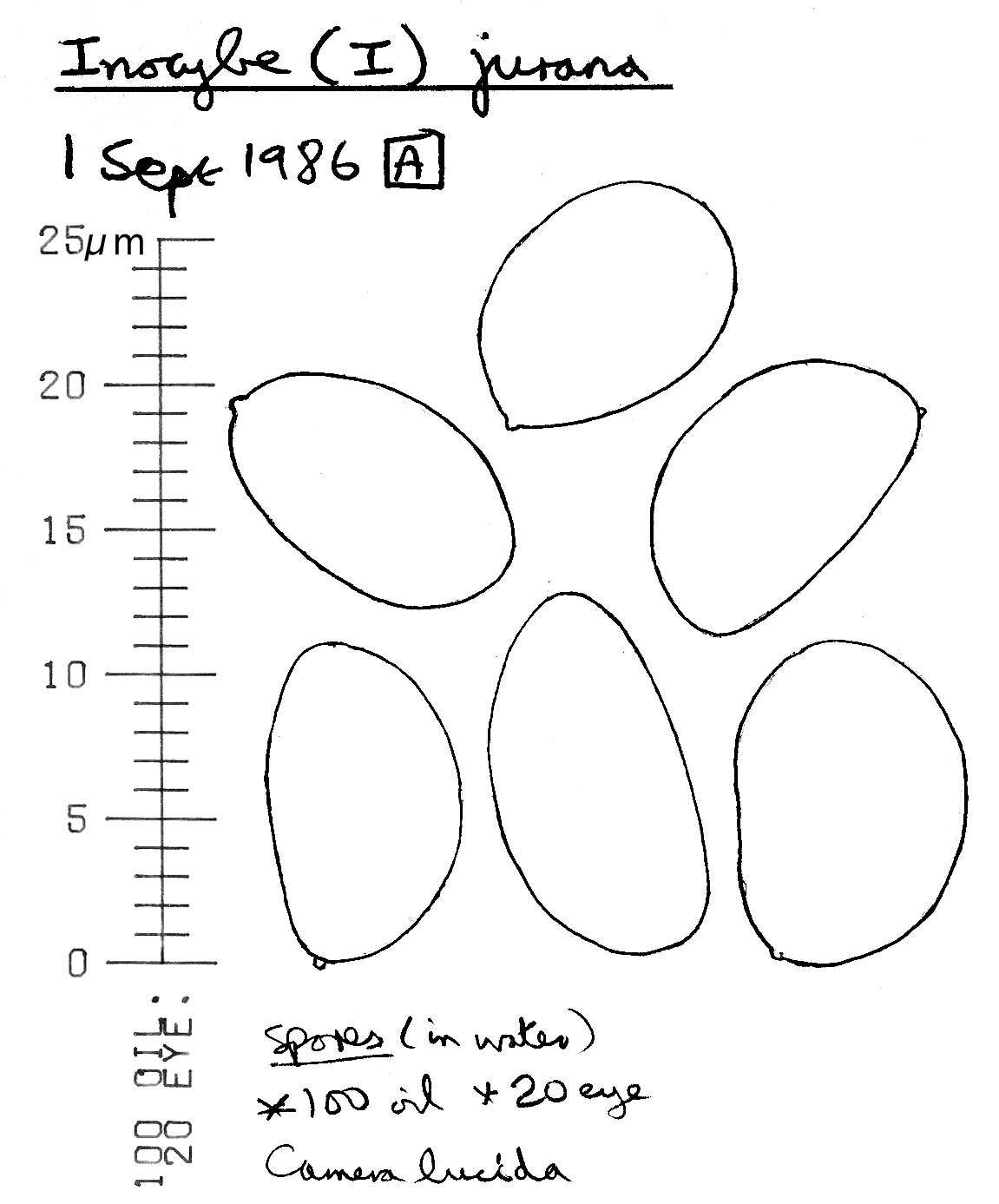 Image of Inocybe adaequata (Britzelm.) Sacc. 1887