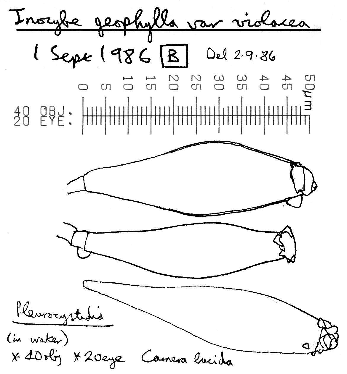 Inocybe geophylla (Bull.) P. Kumm. 1871 resmi