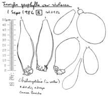 Inocybe geophylla (Bull.) P. Kumm. 1871 resmi