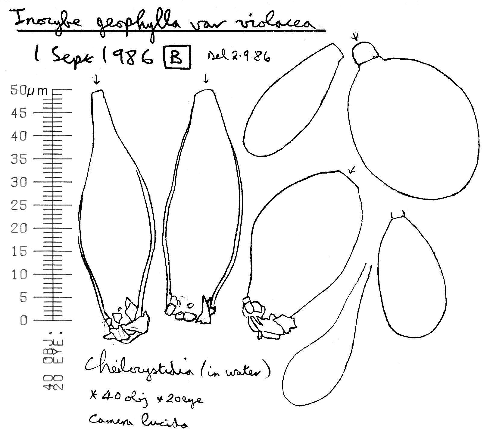 صورة Inocybe geophylla (Bull.) P. Kumm. 1871