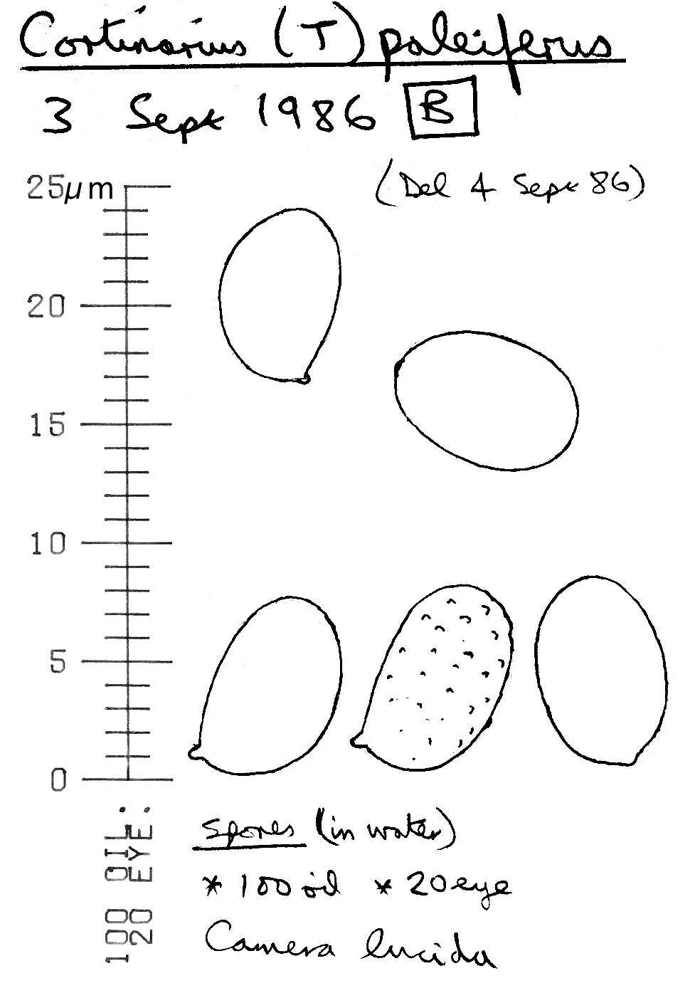 Image of Cortinarius flexipes (Pers.) Fr. 1838