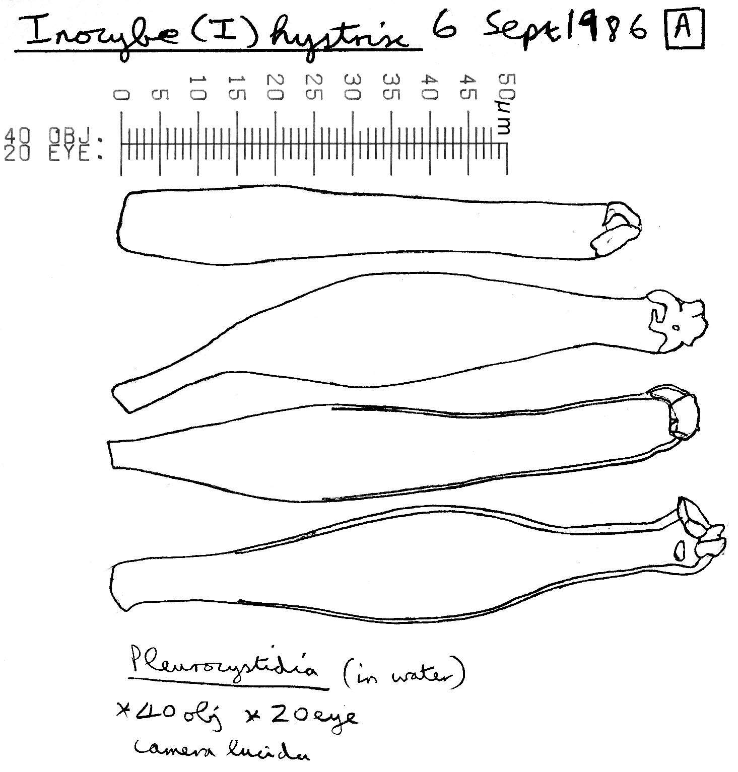 Image of Inocybe hystrix (Fr.) P. Karst. 1879