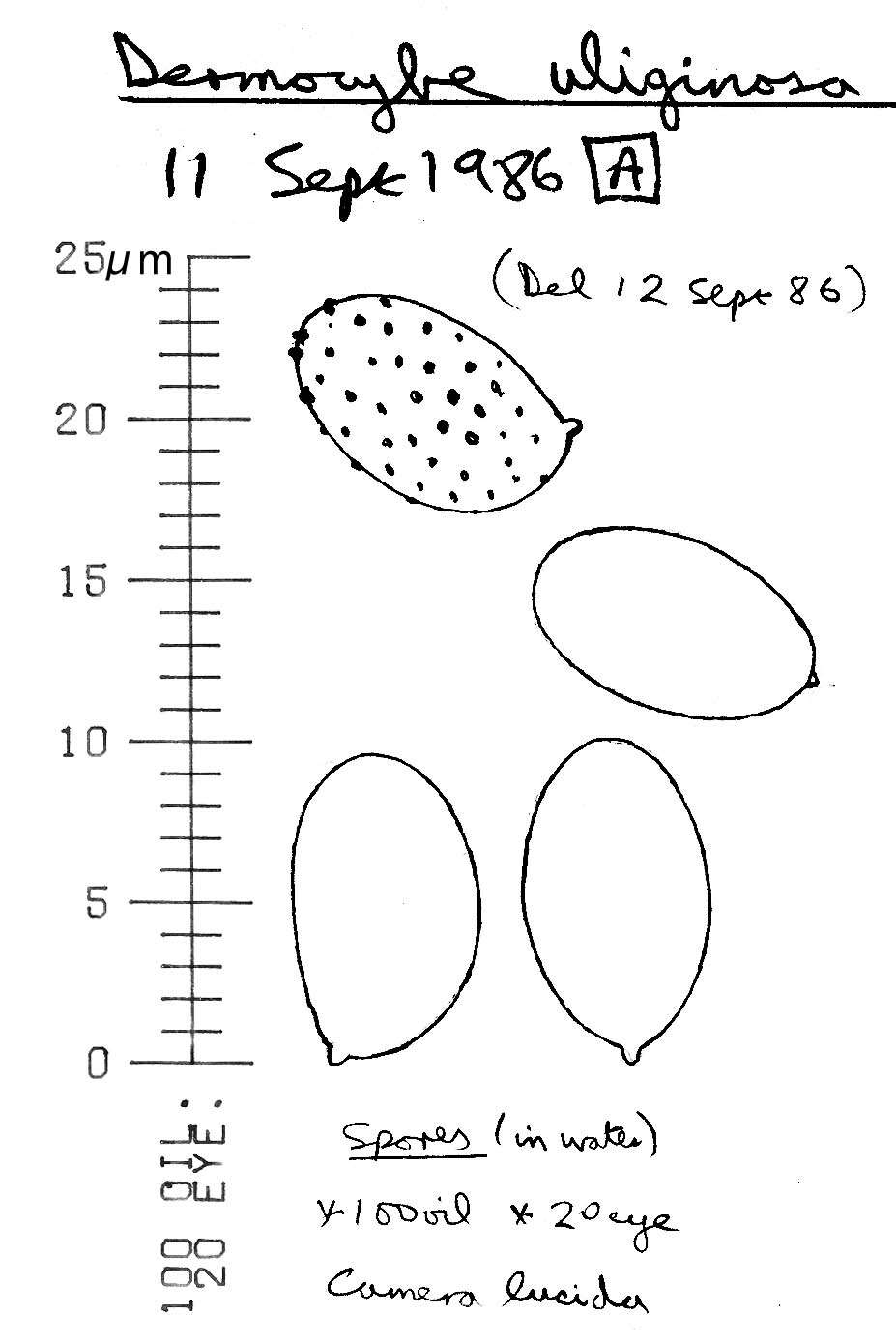 Image of Cortinarius uliginosus Berk. 1860