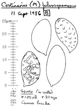 Image of Cortinarius fulvosquamosus P. D. Orton 1977