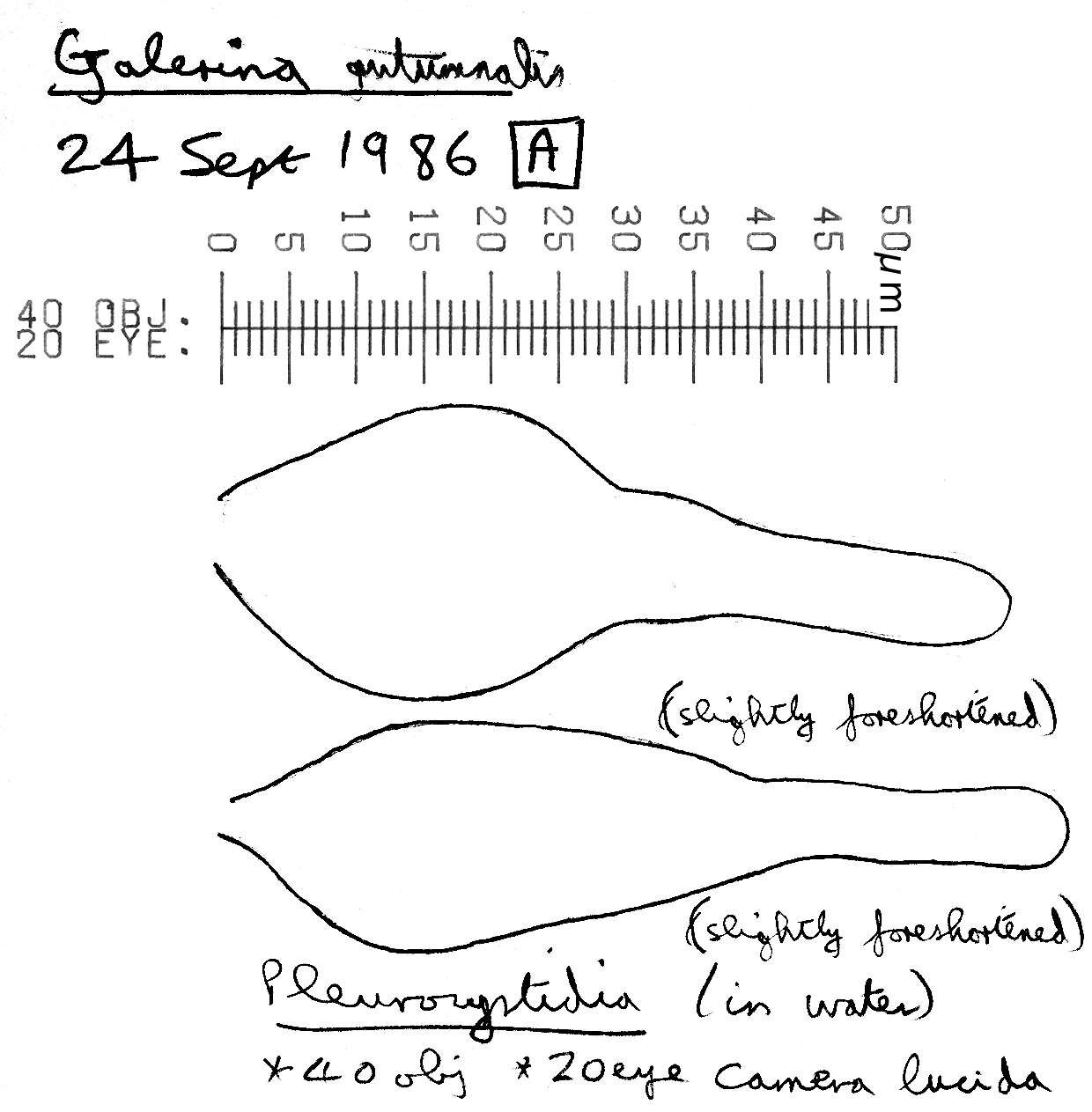 Image of Galerina marginata (Batsch) Kühner 1935