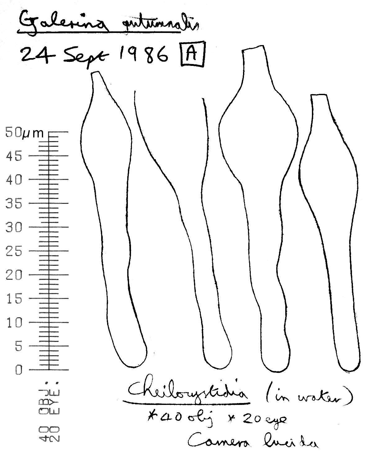 Image of Galerina marginata (Batsch) Kühner 1935