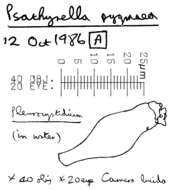 Image of Psathyrella pygmaea (Bull.) Singer 1951