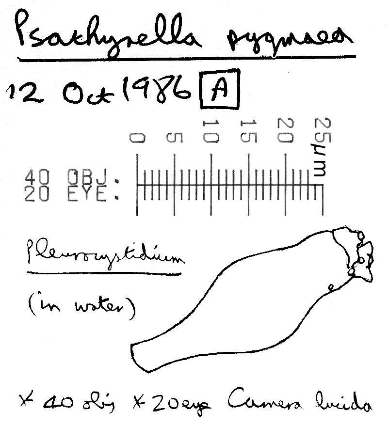 Image of Psathyrella pygmaea (Bull.) Singer 1951