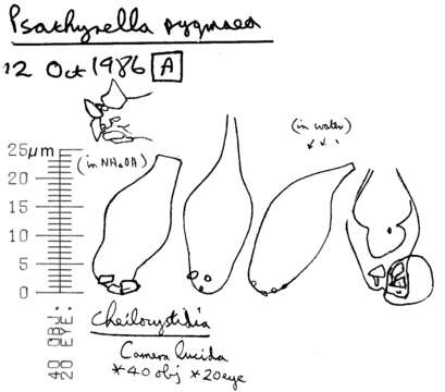Image of Psathyrella pygmaea (Bull.) Singer 1951