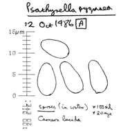 Imagem de Psathyrella pygmaea (Bull.) Singer 1951