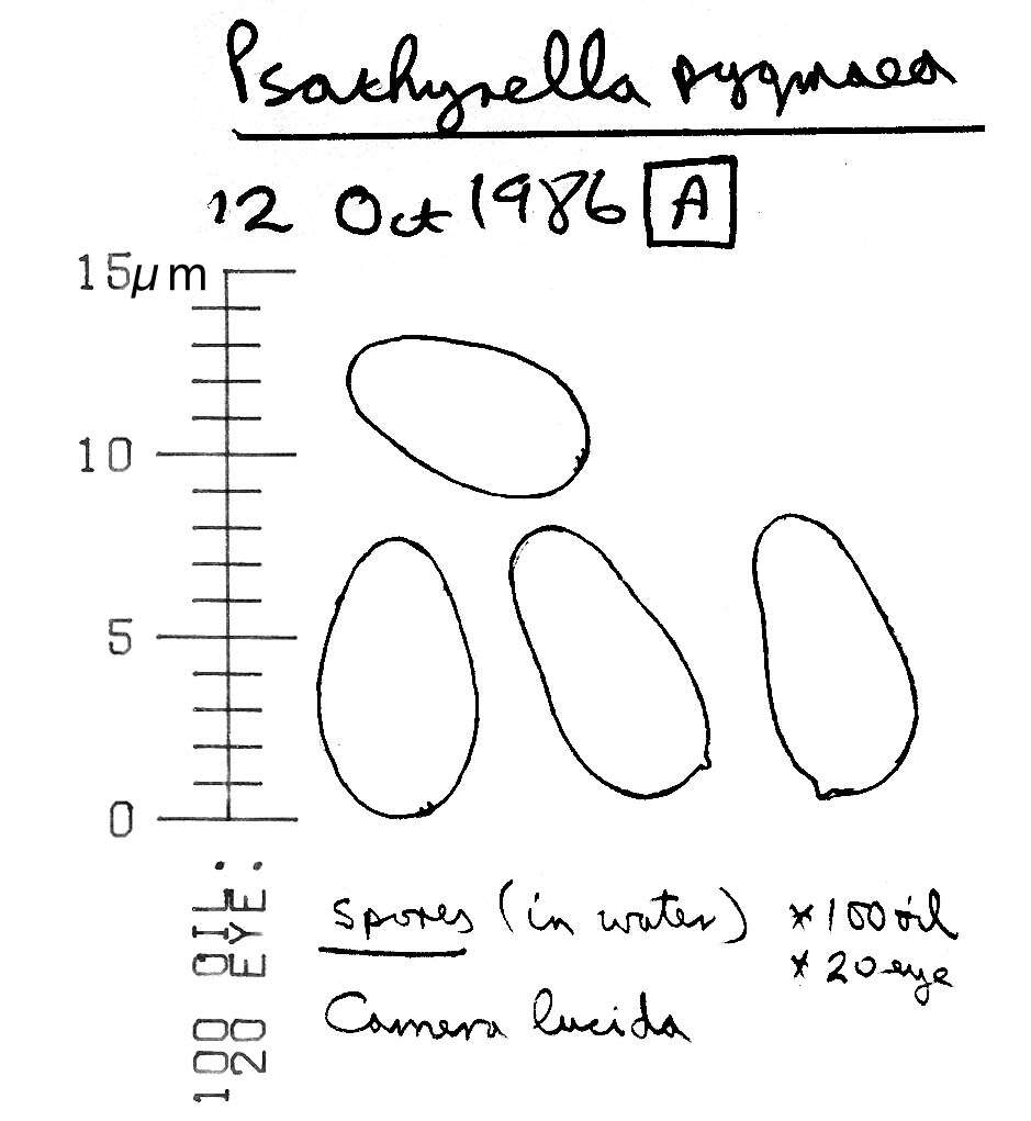 Imagem de Psathyrella pygmaea (Bull.) Singer 1951