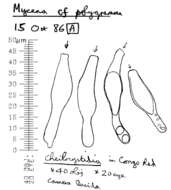 Image of Mycena polygramma (Bull.) Gray 1821