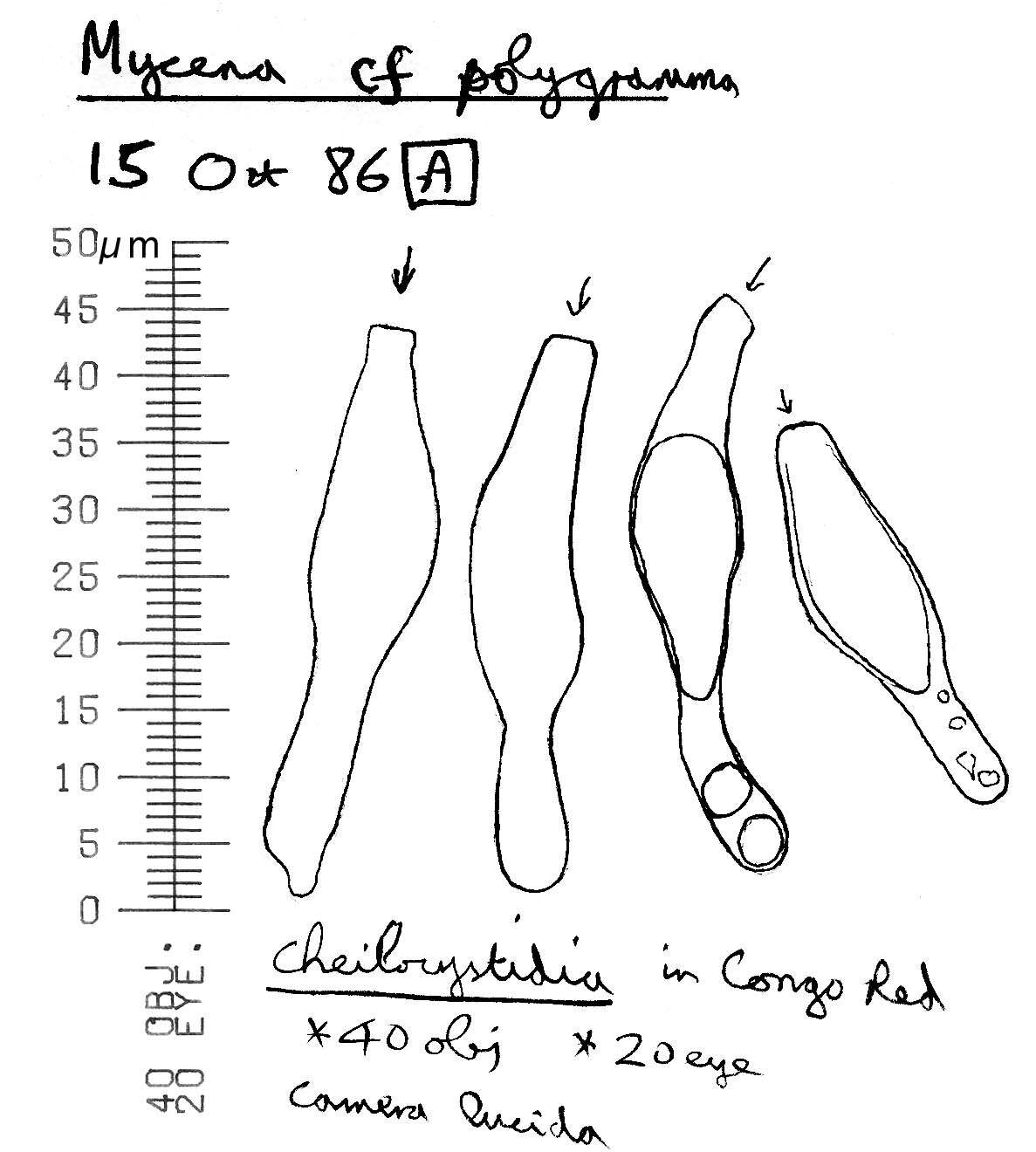 Image of Mycena polygramma (Bull.) Gray 1821