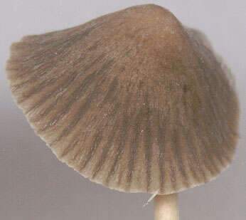 Image of Mycena leptocephala (Pers.) Gillet 1876