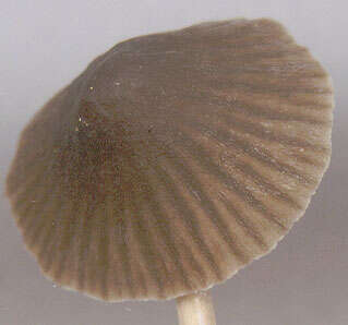 Image of Mycena leptocephala (Pers.) Gillet 1876