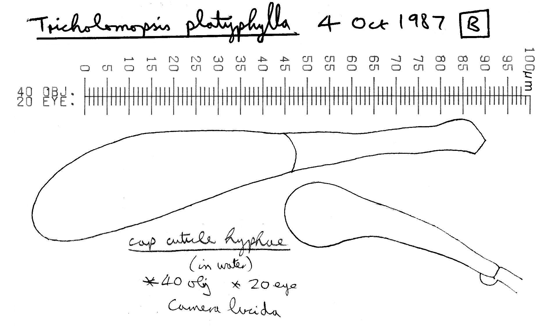 Image of Megacollybia platyphylla (Pers.) Kotl. & Pouzar 1972