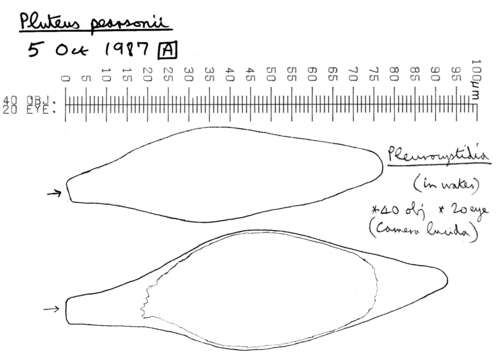 Image of Pluteus ephebeus (Fr.) Gillet 1876