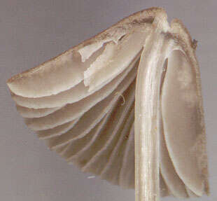 Image of Mycena leptocephala (Pers.) Gillet 1876