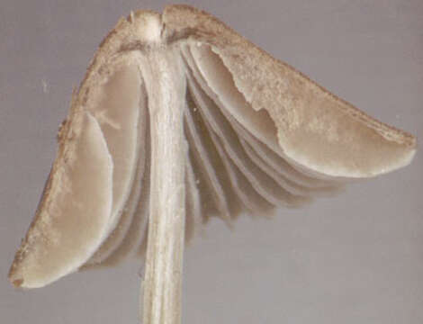 Image of Mycena leptocephala (Pers.) Gillet 1876