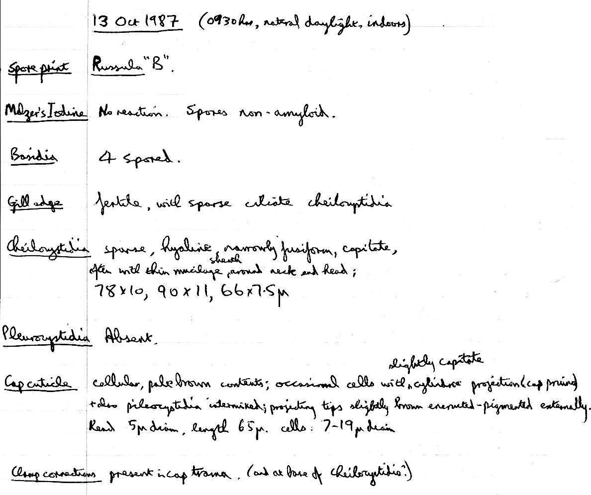 Plancia ëd Rhizomarasmius undatus (Berk.) R. H. Petersen 2000